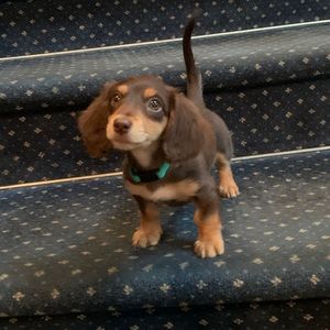 Meet your Posher, Chris